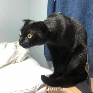 Meet your Posher, Bean